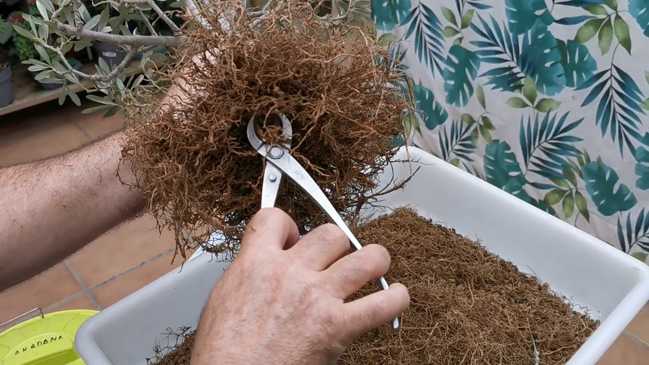 🌱 Trasplante de Olivo con un buen Nebari [Al final del video os enseñare otro bonito arbol]