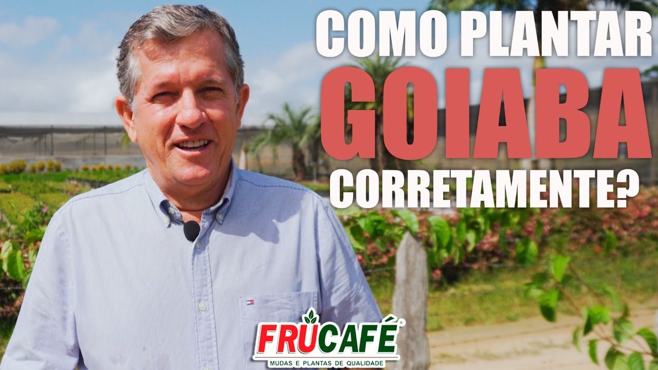 Como Plantar GOIABA Corretamente?