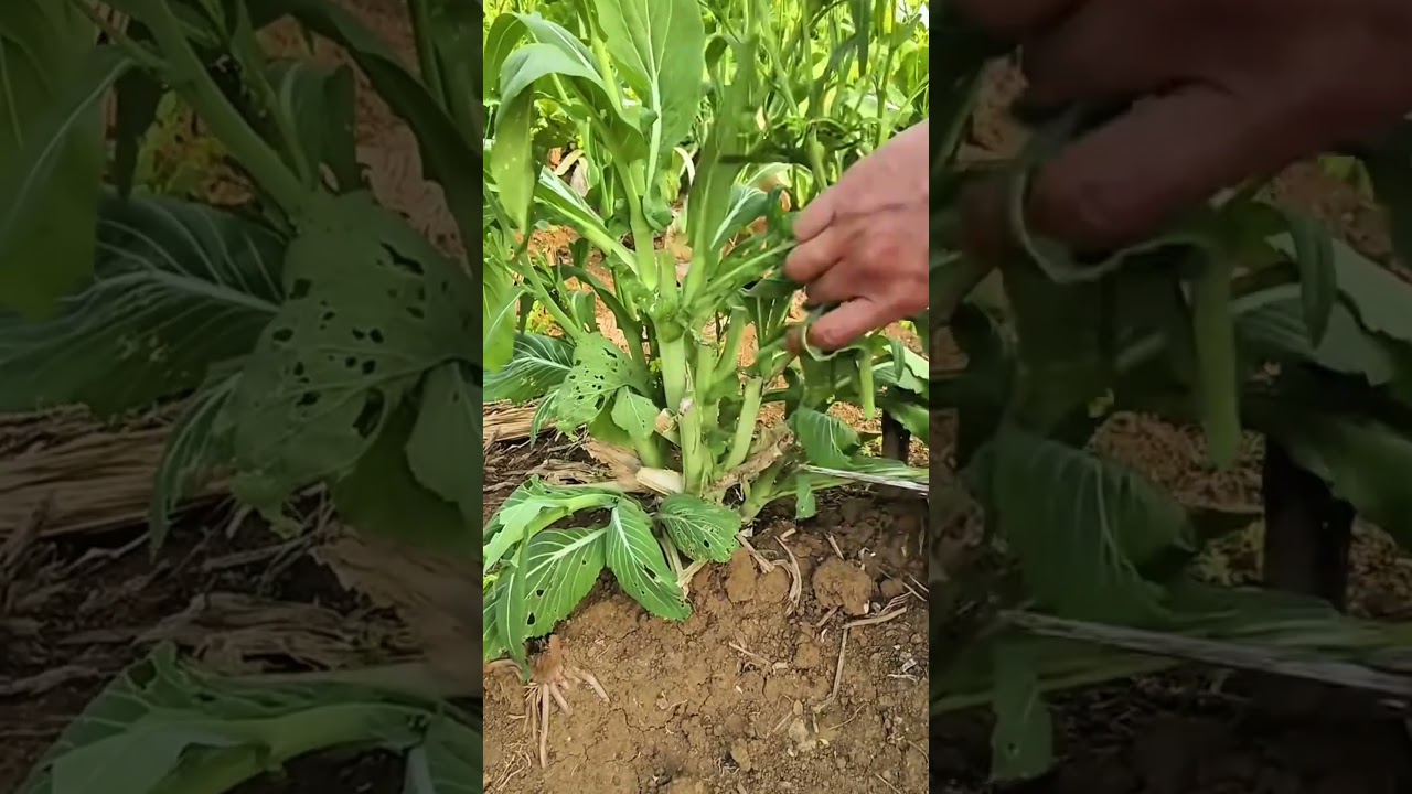harvesting of flowering cabbage in the garden to achieve very high quality and also fresh results