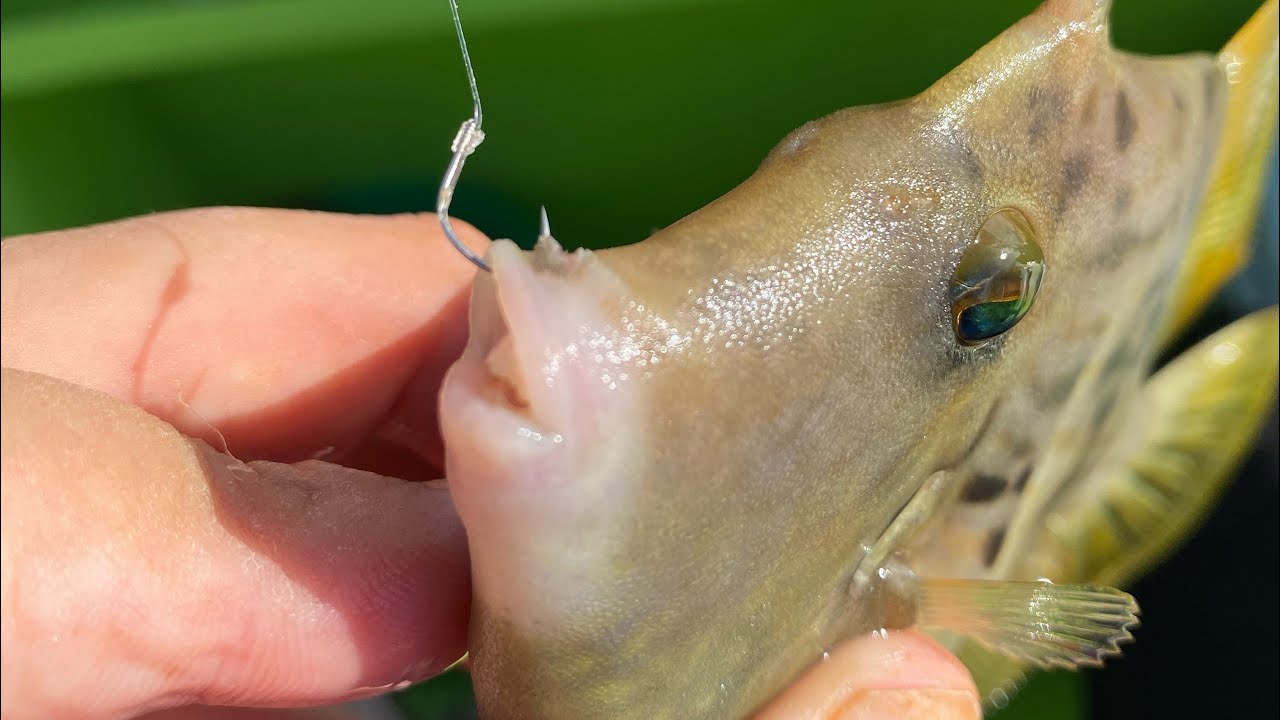 東京湾カワハギ釣行記　第一話　ユサユサに寄ってくるのは男だけじゃぁ無い