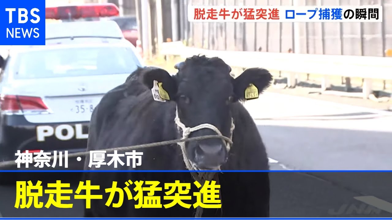 脱走牛が猛突進 ロープ捕獲の瞬間 神奈川・厚木市