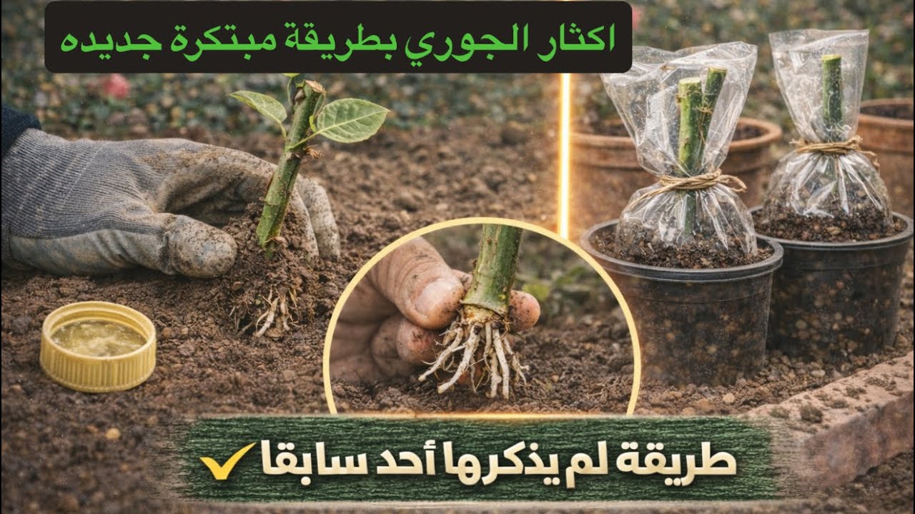طريقة جديده لاكثار نبات الجوري خطوة بخطوة 