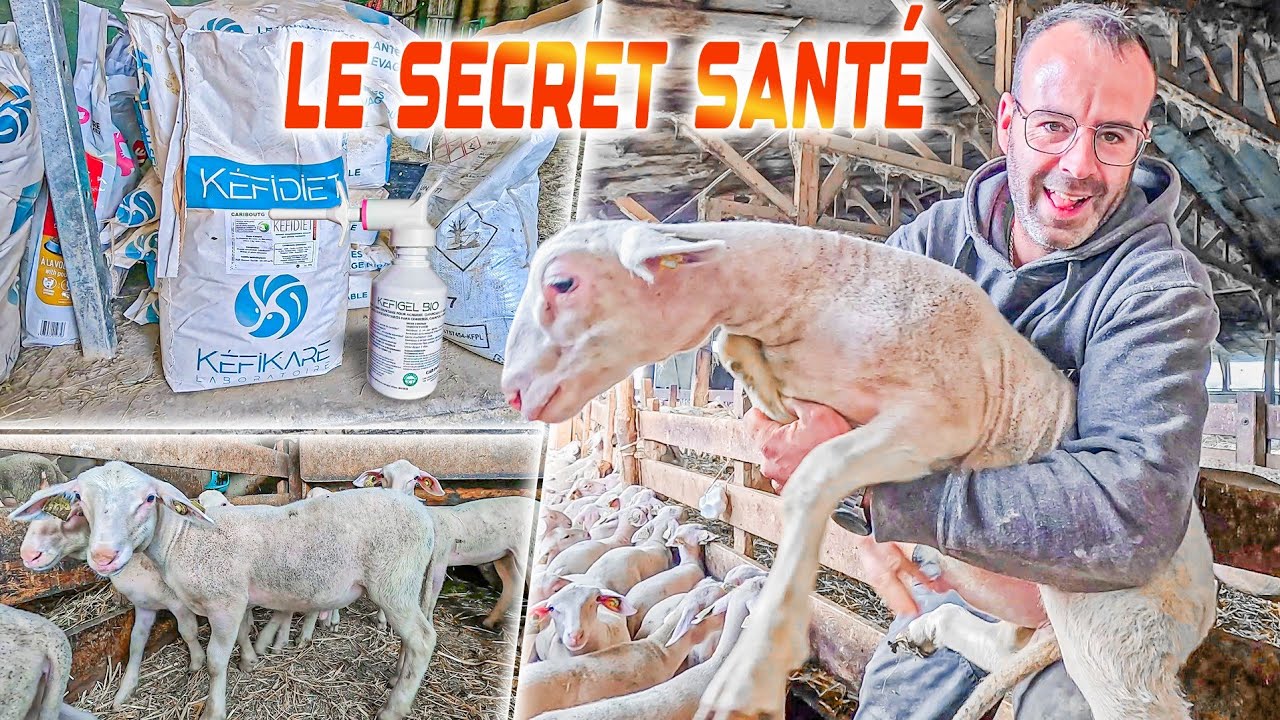 Sant&eacute; des agneaux: ma m&eacute;thode naturelle d&eacute;taill&eacute;!