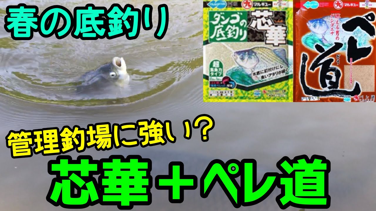【釣り】『芯華ペレ道』やっぱり釣れる？【へらぶな釣り】