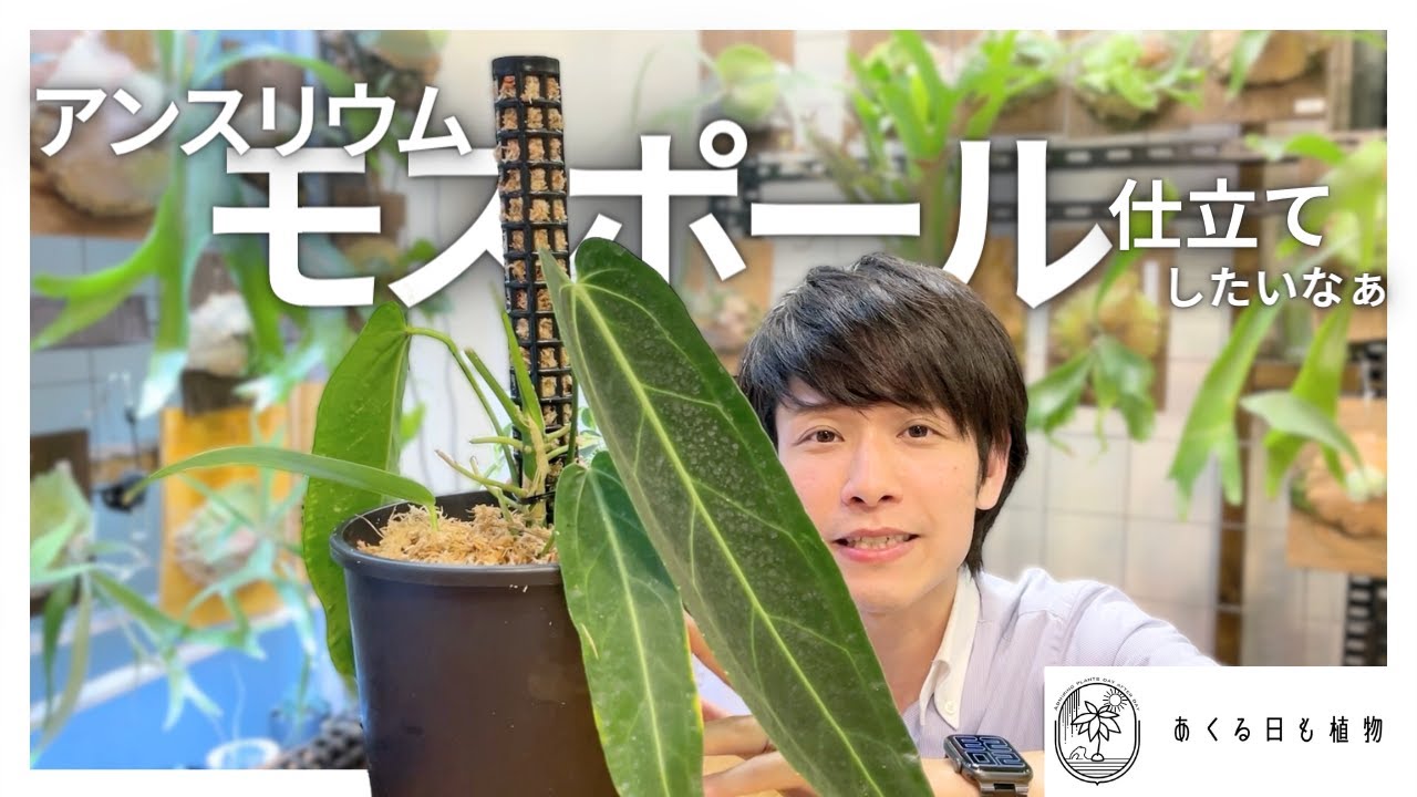 アンスリウム　ワロクアーナムをモスポールで仕立ててみたい。