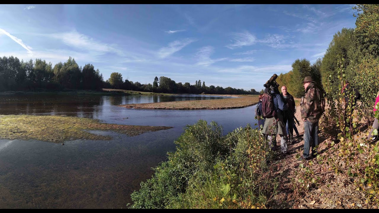 AVF Fondettes : Les Oiseaux de La Loire avec la LPO.