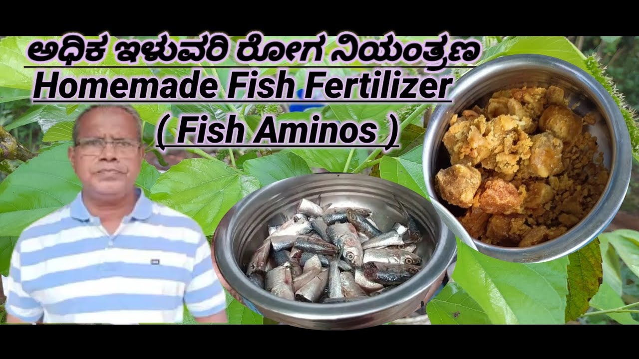 ಅಧಿಕ ಇಳುವರಿ ರೋಗ ನಿಯಂತ್ರಣ.| Fish Emulsion | Fish Amino | Homemade Fish Fertilizee |