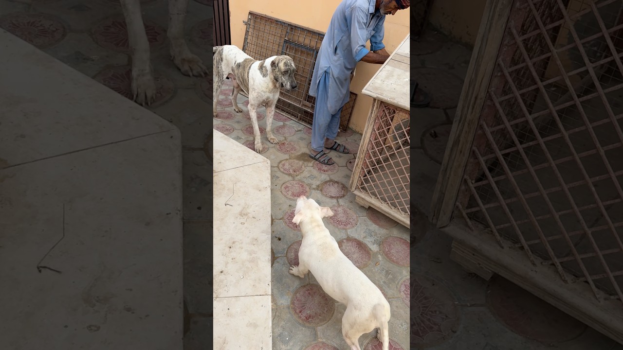 Gabbar Badmash Vs diamond