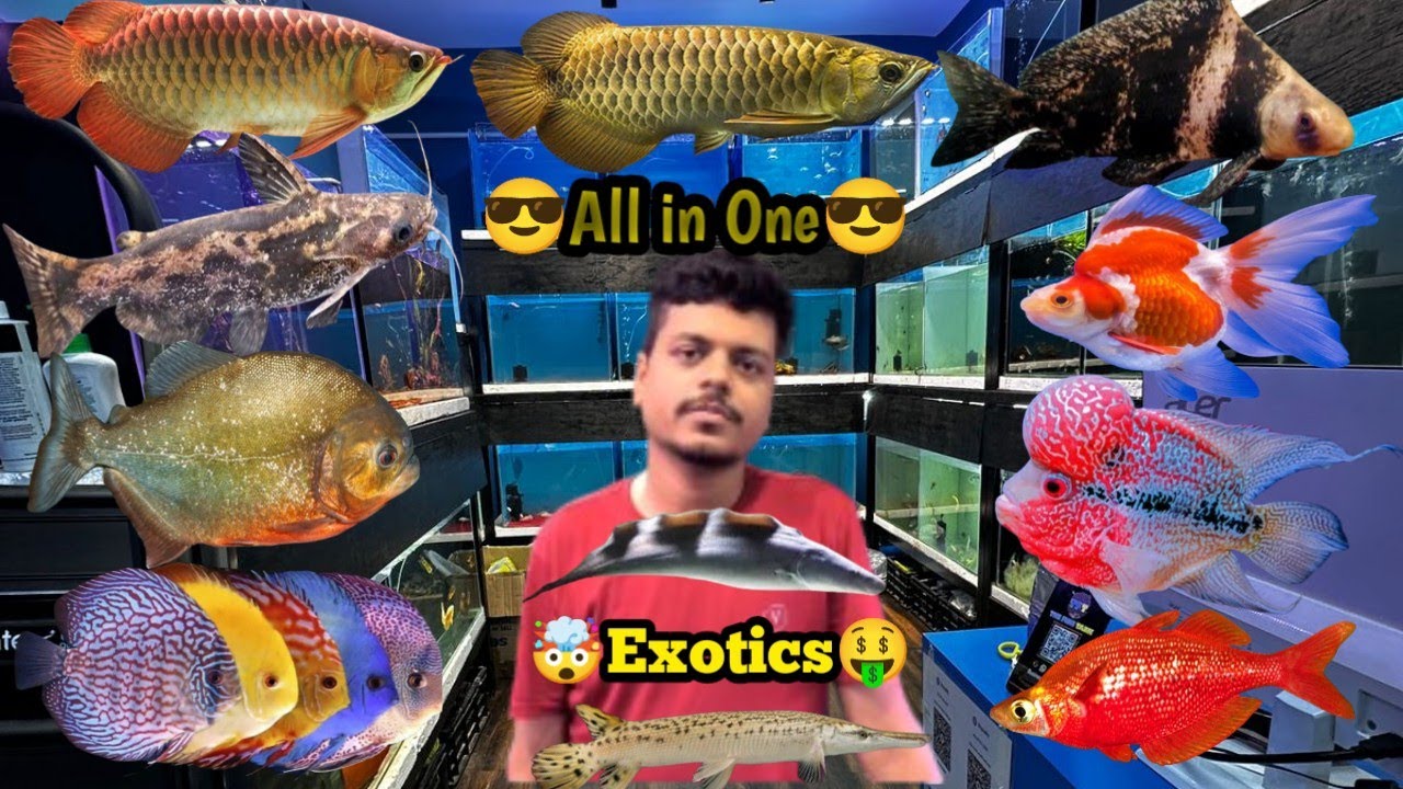 THE FISH TANKS | Imported Fish Collection | Asain Arowana, Geophagus, Pirana, Parrot, Gar, Malawi