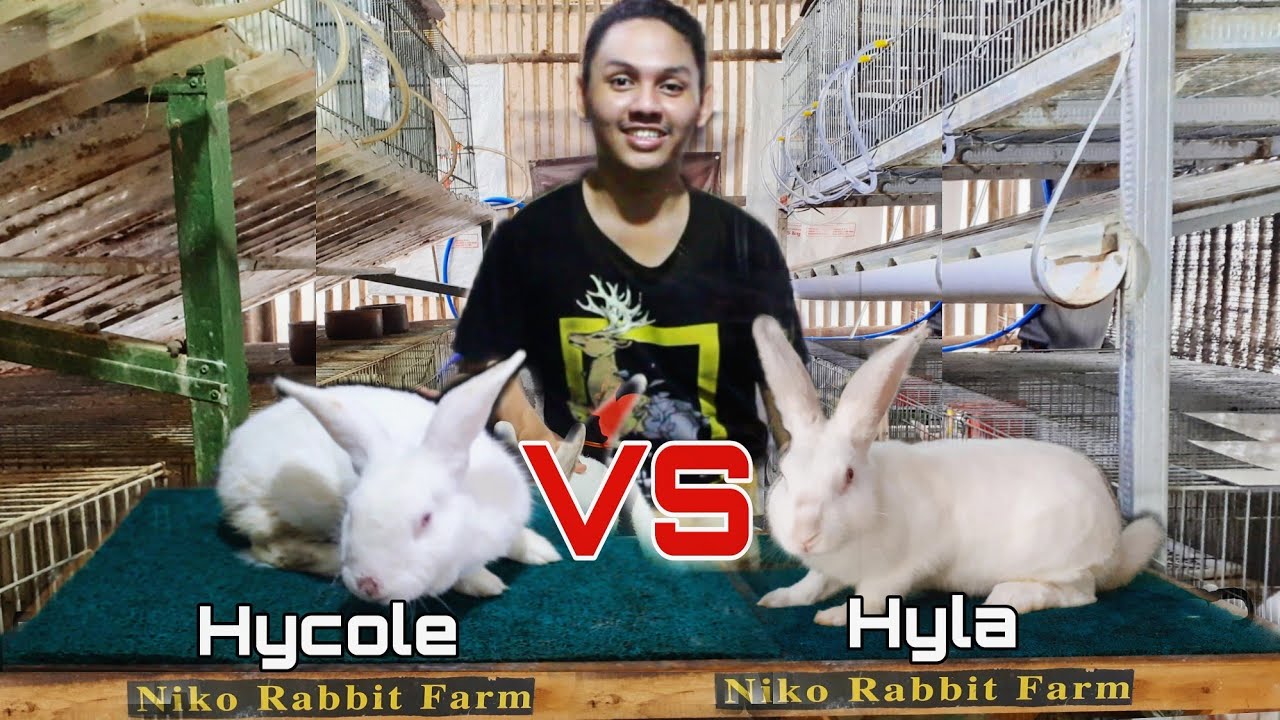 #72 PERBEDAAN KELINCI  PEDAGING JENIS HYLA DAN HYCOLE ⁉️