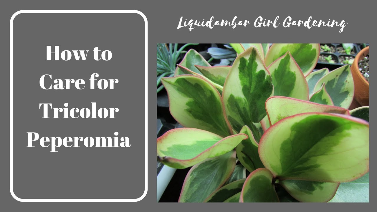 Tips for Growing Tricolor Peperomia - Houseplants - Succulents