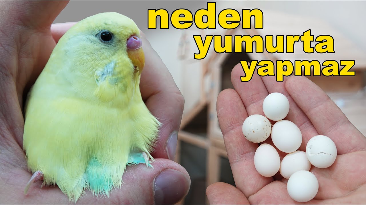 Muhabbet Kuşu Neden Yumurta Yapmıyor 14 Nedeni