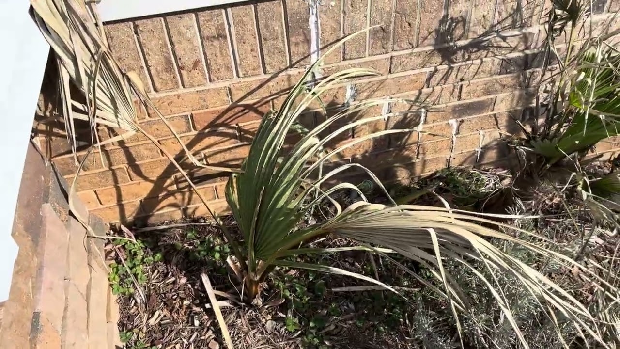 Cold hardy palms, yucca, cactus, agave
