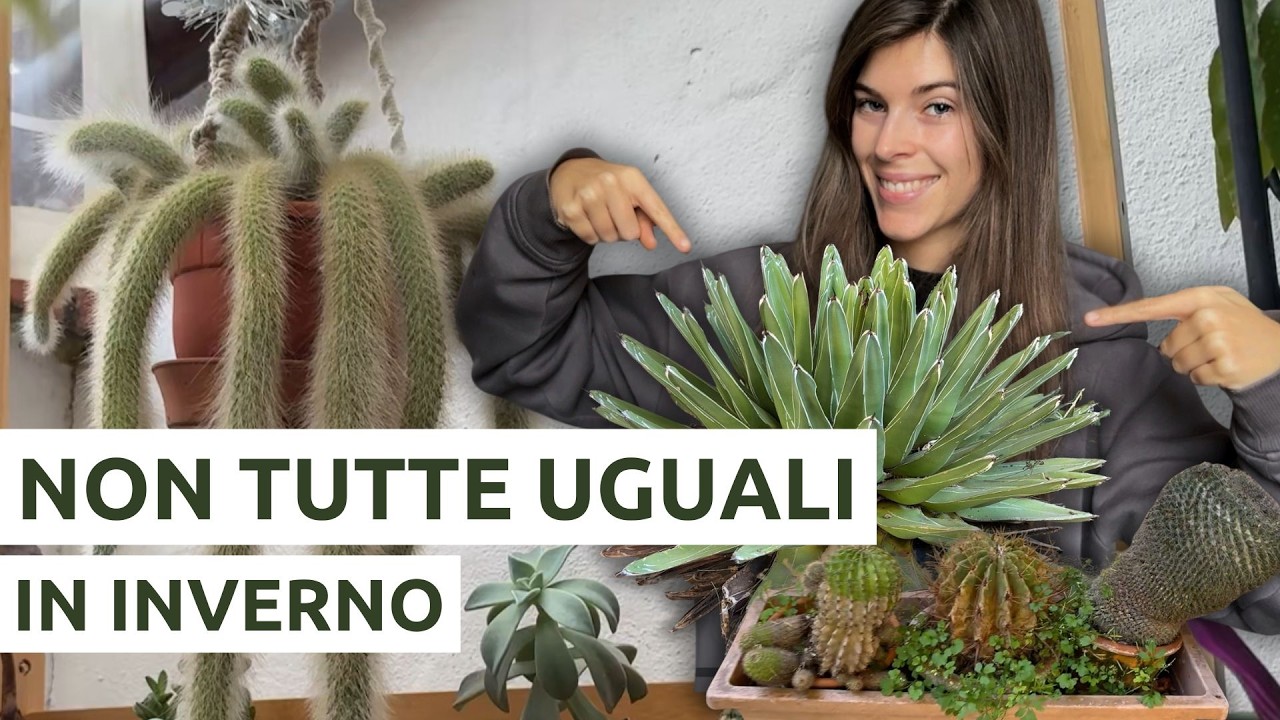 PIANTE GRASSE in inverno: in casa o fuori? (Guida completa)