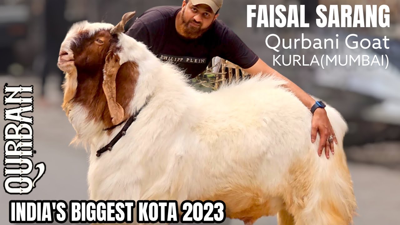 QURBAN - INDIA'S ONE OF BIGGEST KOTA OF THE YEAR | OWNER FAISAL BHAI SARANG (KURLA) MUMBAI