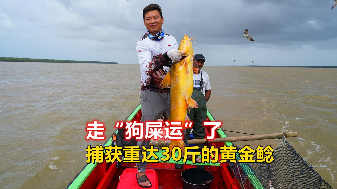 【阿牛赶海】鱼运来了，阿牛捕鱼逮到30斤重的黄金鲶鱼，转手就捞回几趟船费
