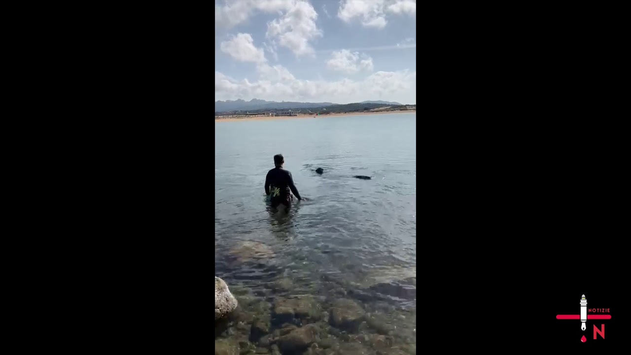 Il ritorno dello squalo a Porto Pollo