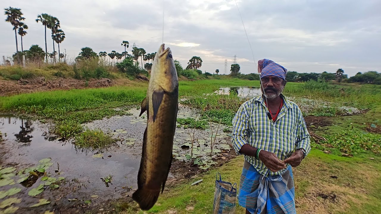 Asian🔥Traditional way of Murrel Fishing in Lotus Pond 🌺 | Hook Fishing with Live baits🎣