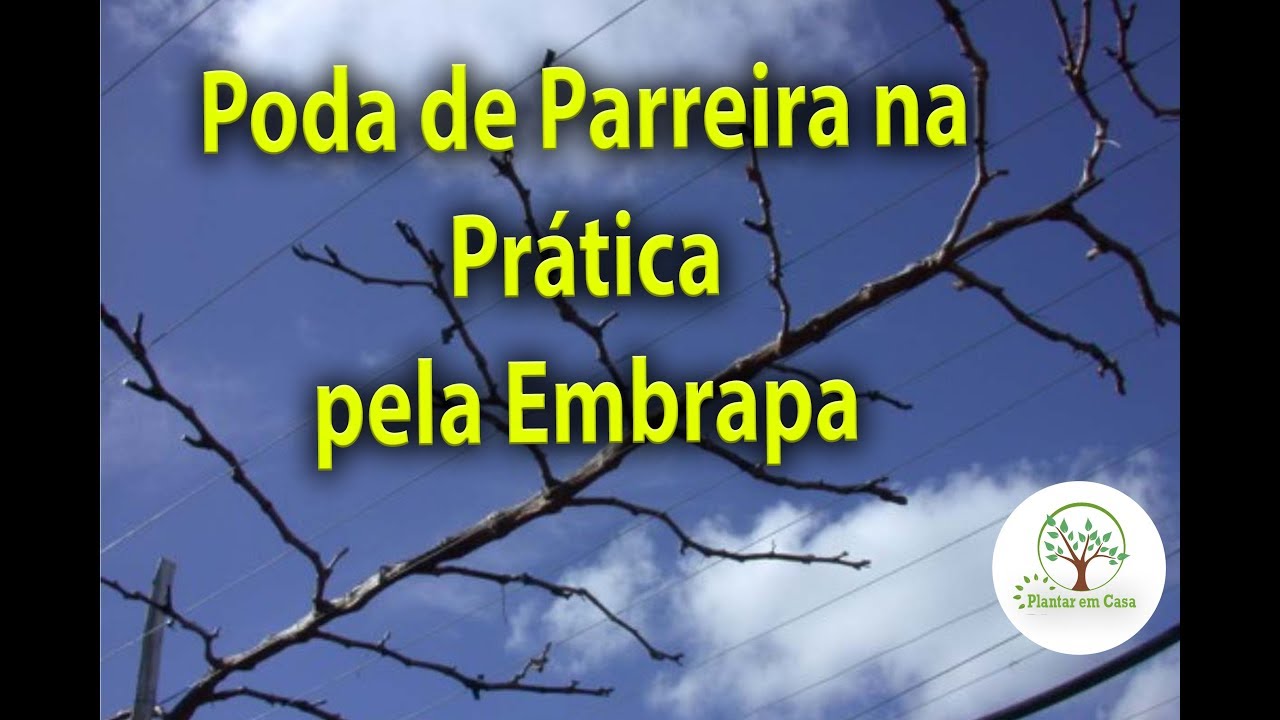 Poda de Parreiras em vídeo da Embrapa Vídeo 3359