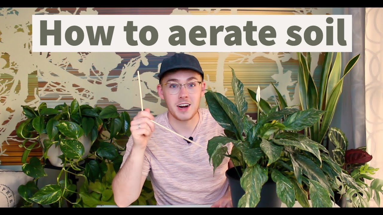 Houseplant Care Tip | Aerate your soil!
