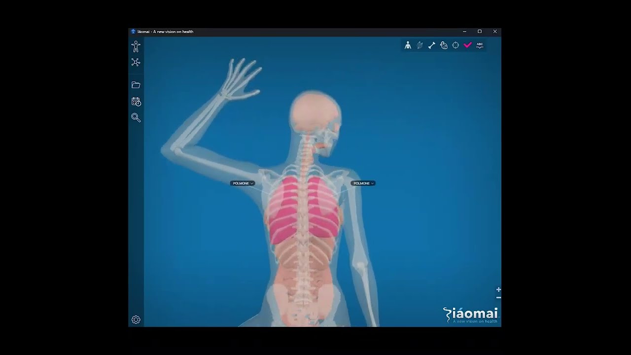 Meridiano del polmone  - Lung Meridian - Meridiano del Pulm&oacute;n 3D