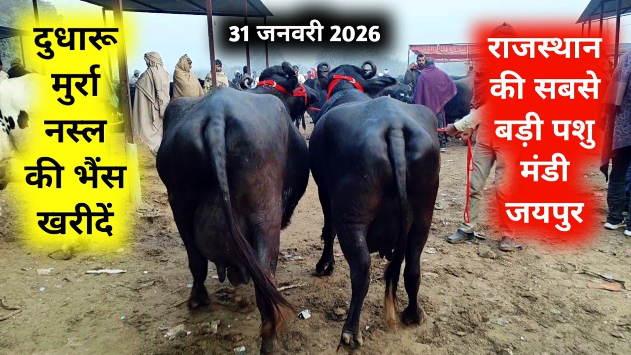 31 जनवरी 2026 सबसे सस्ती पशु मंडी जयपुरJaipur hatwada | jaipur buffalo mandi | jaipur Pashu hatwada