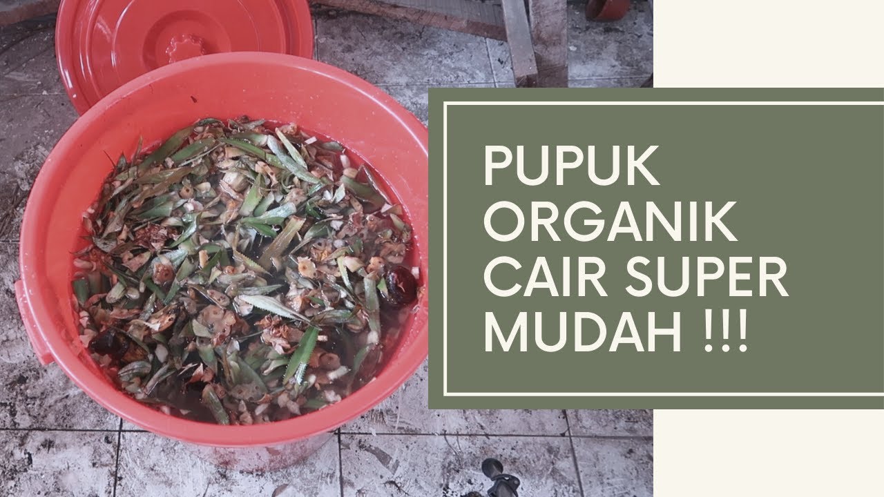 Cara Buat Pupuk Cair Super Mudah !