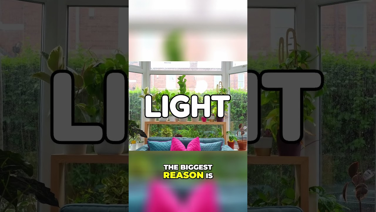 Why Indoor Plants Struggle in Winter