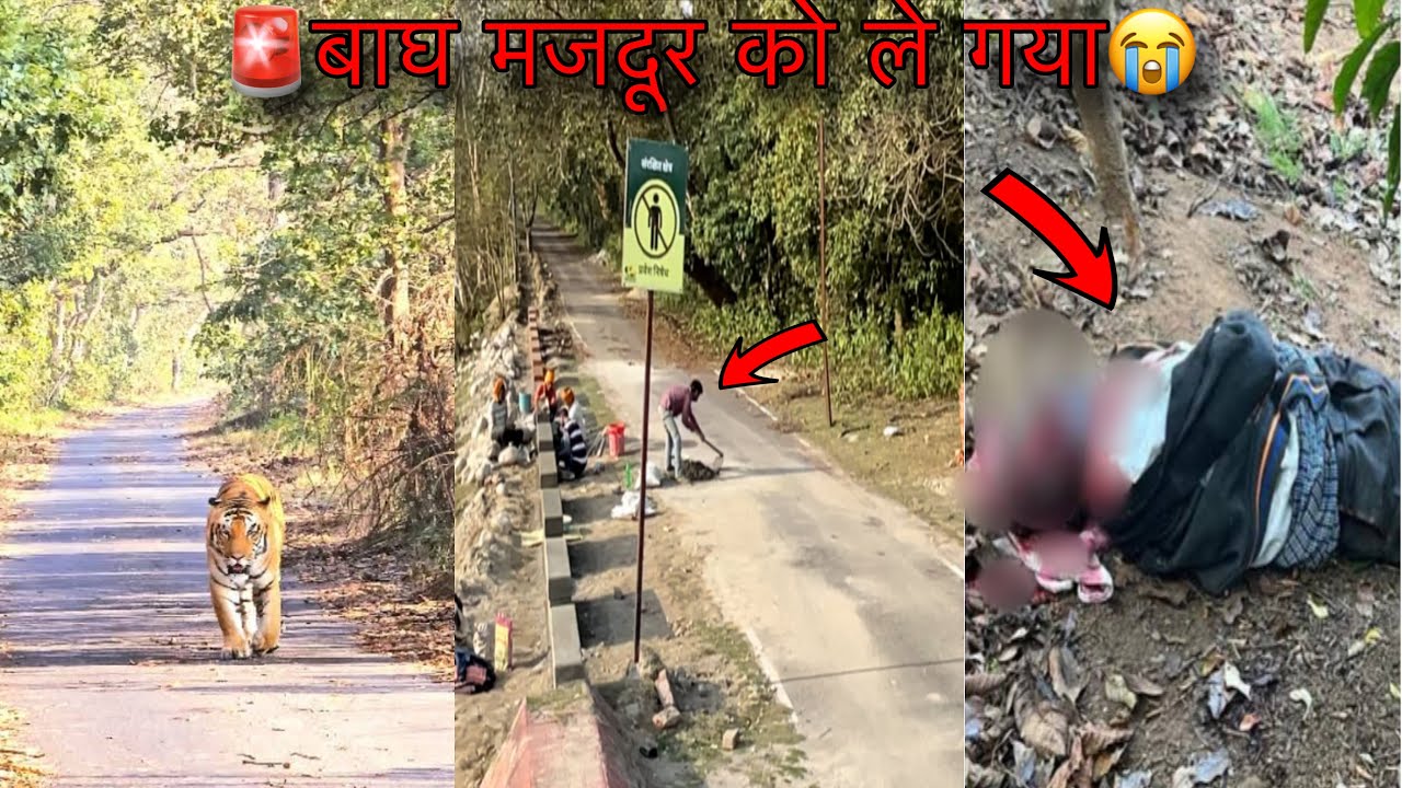 Tiger🐯Attack Man In The Forest Jungle Safari Pilibhit Tiger Reserve Tiger Attack Human Wildlife Vlog