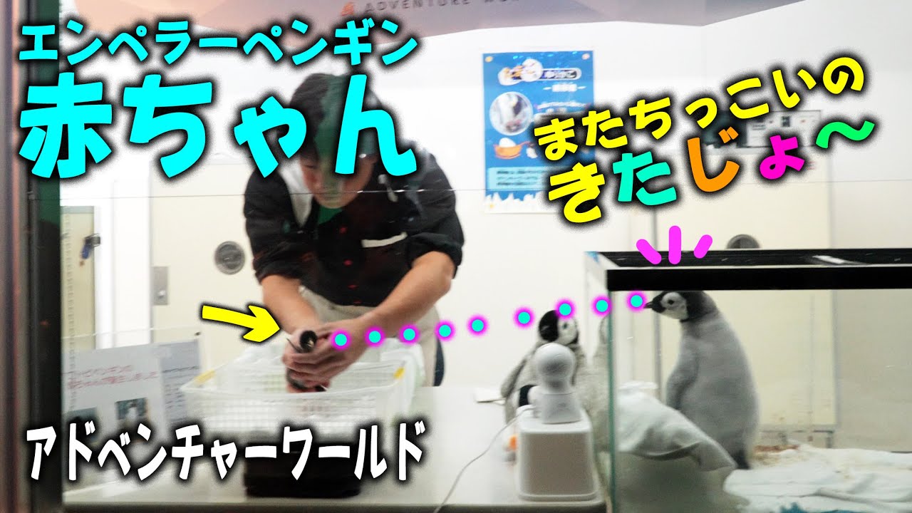 【またちっこい子がきたじょ】エンペラーペンギン赤ちゃんちっこい子まじまじ眺める