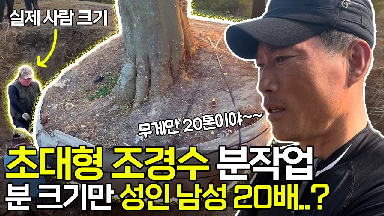초대형 조경수는 분 작업부터 다릅니다. [팽나무 특수목]