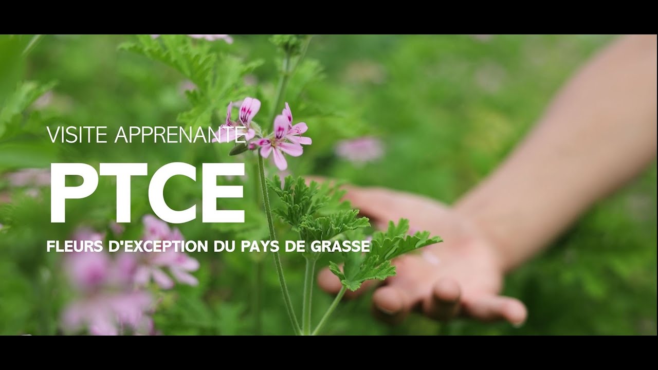 PTCE  ENSEMBLE - Fleurs d'Exception du Pays de Grasse