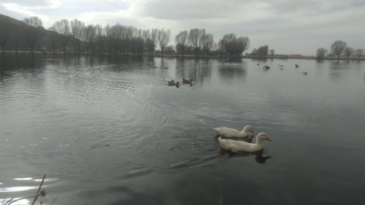 Ducks are swimming in the lake Ducks quacking in the lake Relaxing and peaceful lake sounds Soysallı