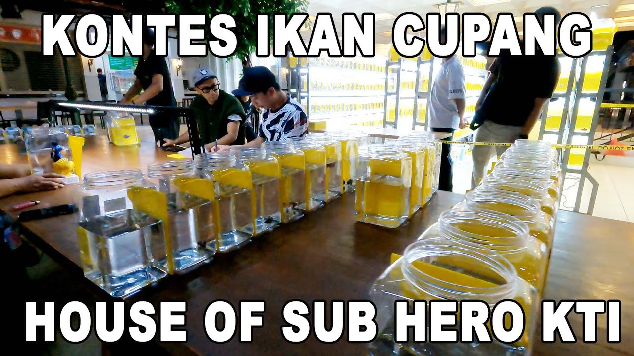KONTES CUPANG HOUSE OF SUB HERO   KTI