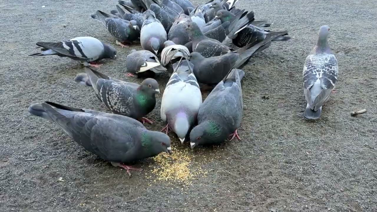 Pigeon Justice 2
