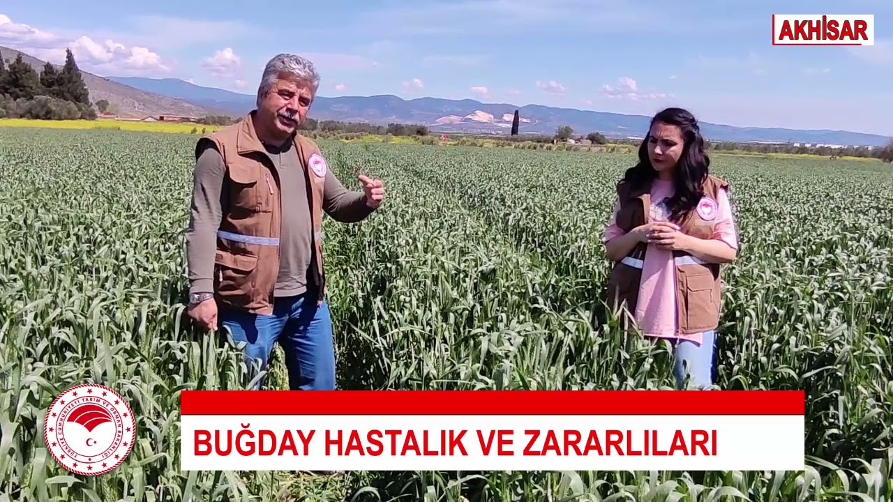 Bölgemizde Görülen Buğday Hastalık ve Zararlıları