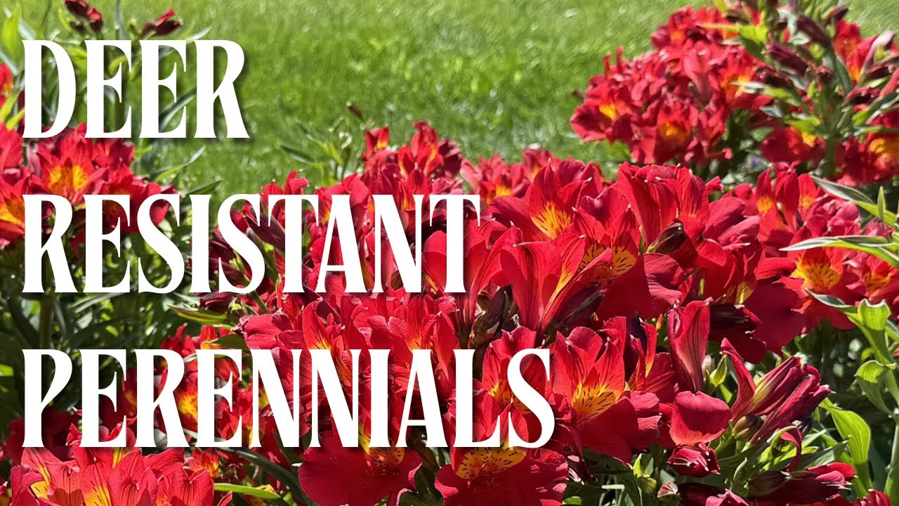 Deer Resistant Perennials For Your Landscape