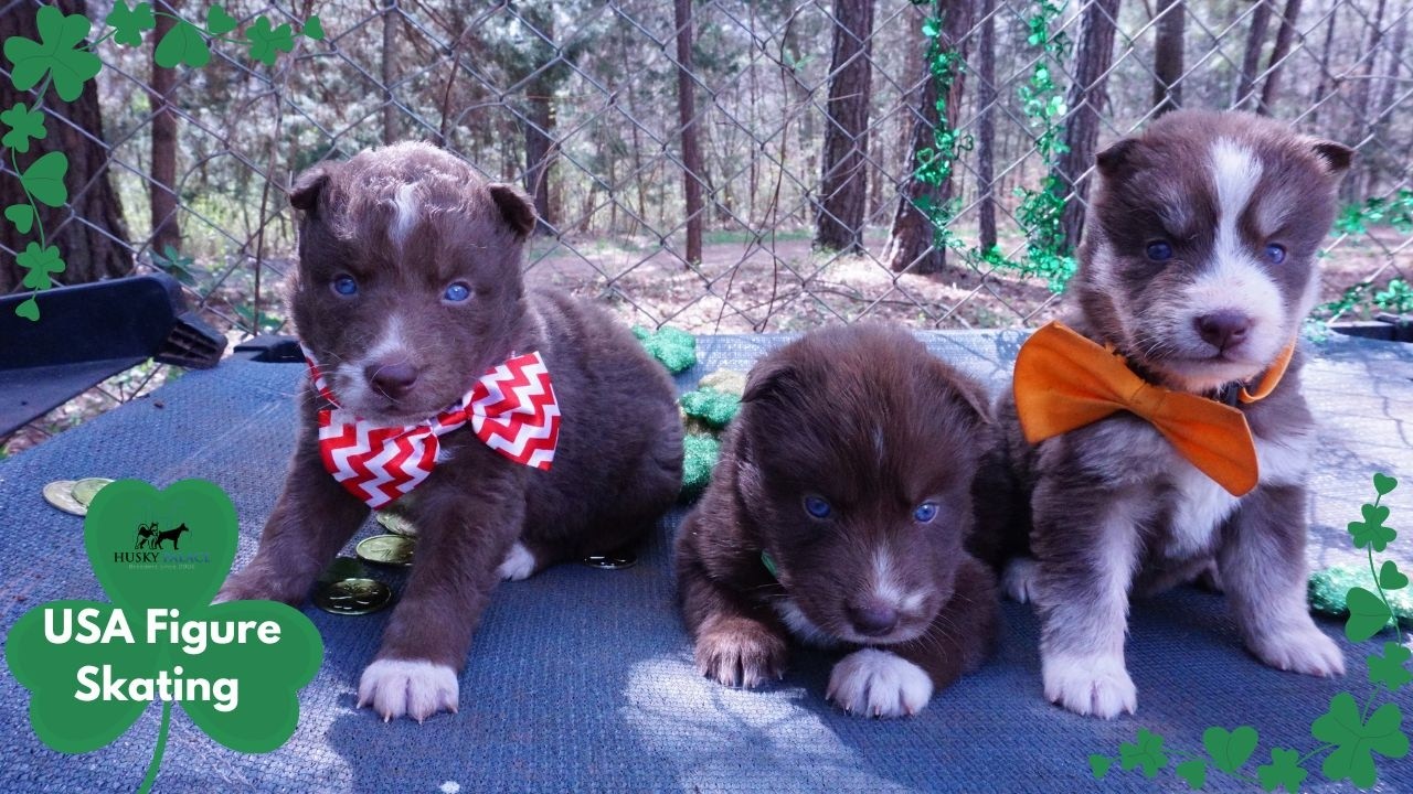 4 week old Huskies Exploring | Husky Palace
