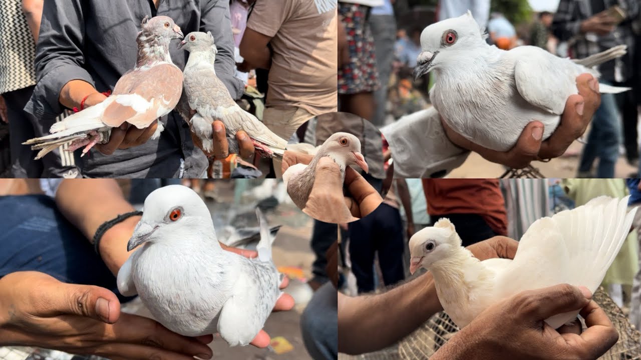 jama masjid kabootar market delhi 29/09/2024 best kabutar market delhi haryana pigeon lover