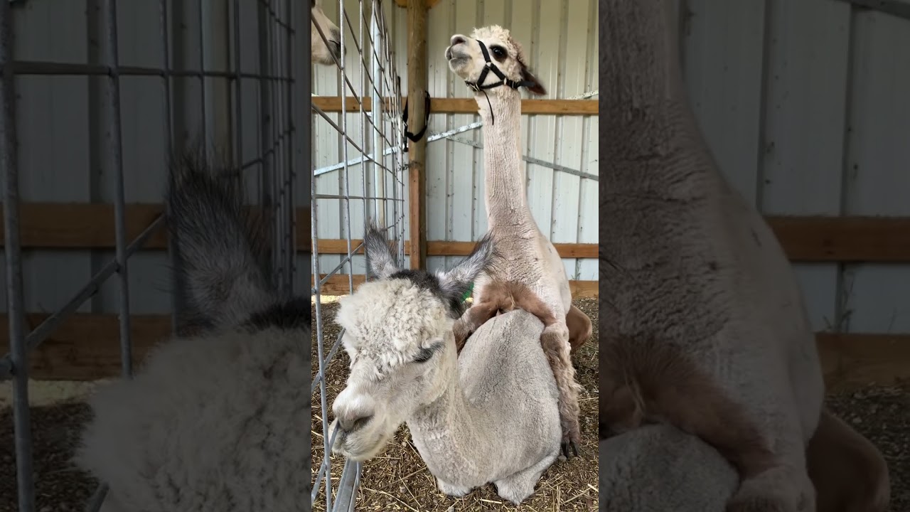 Grey Female Alpaca and Rose Grey Male Alpaca Orgling During Mating.