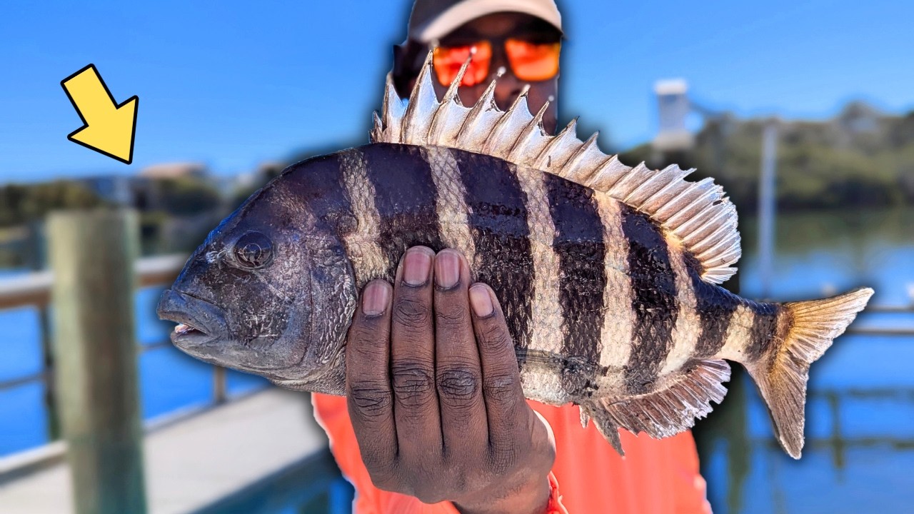 Sheepshead Were STACKED Under This Tiny Dock! 🔥🔥