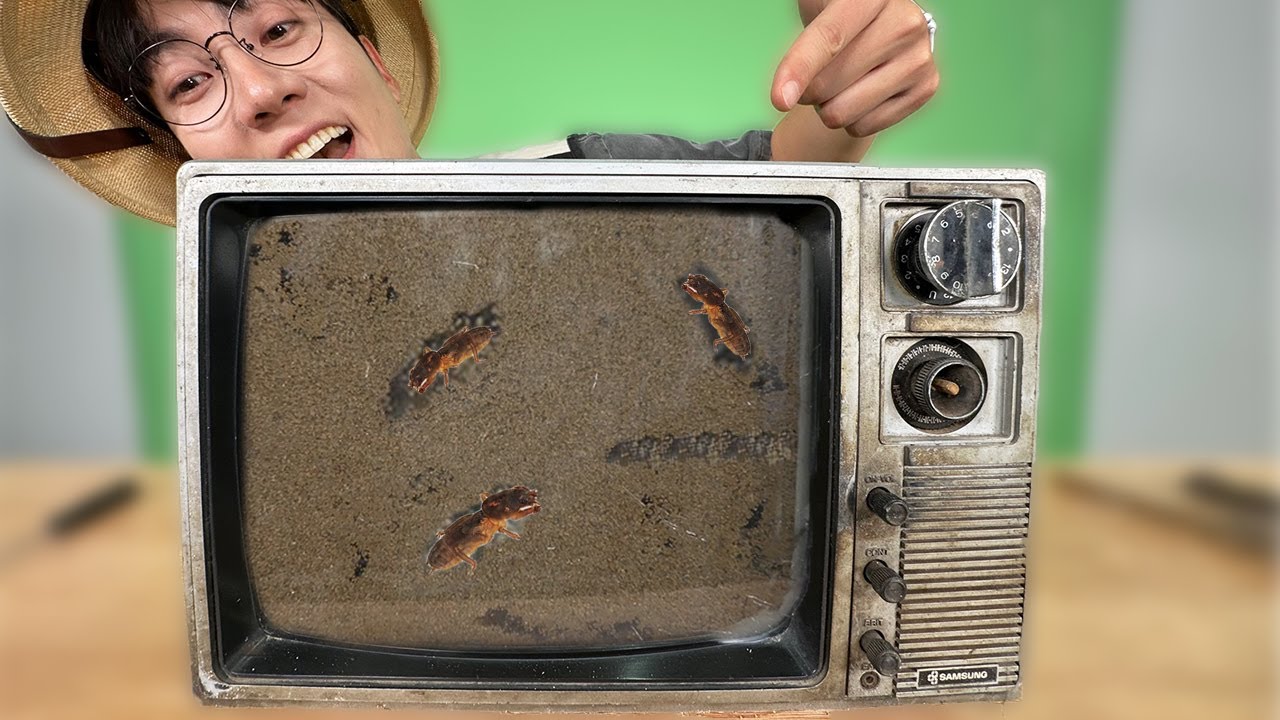 TV로 땅강아지 사육장 만들기!