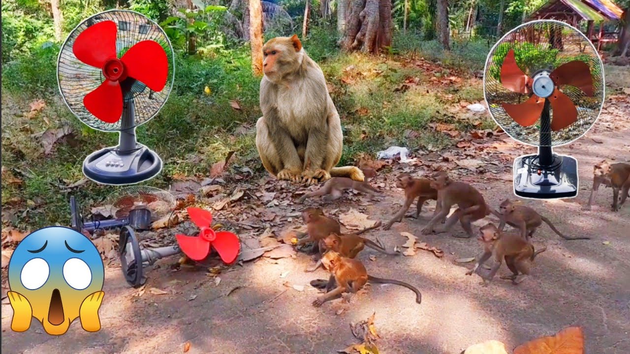 Kipas Angin Dikejar Monyet Di Hutan‼️