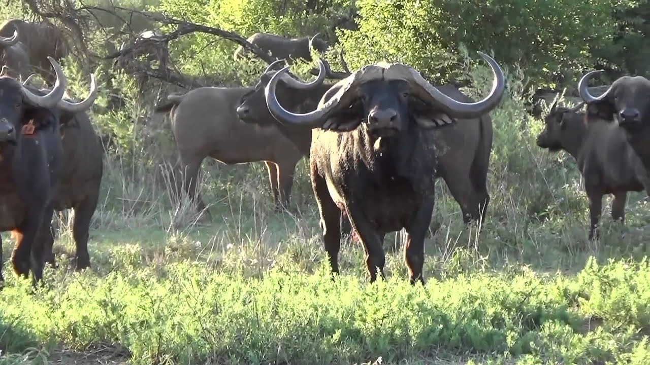 Die WILDVEILING: Seisoen 1, Piet du Toit Wildbedryf, 2016 Extended Highlights