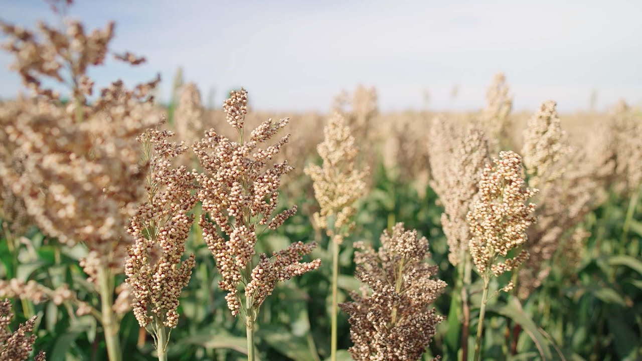 Il Sorgo: l'alternativa al mais da insilato