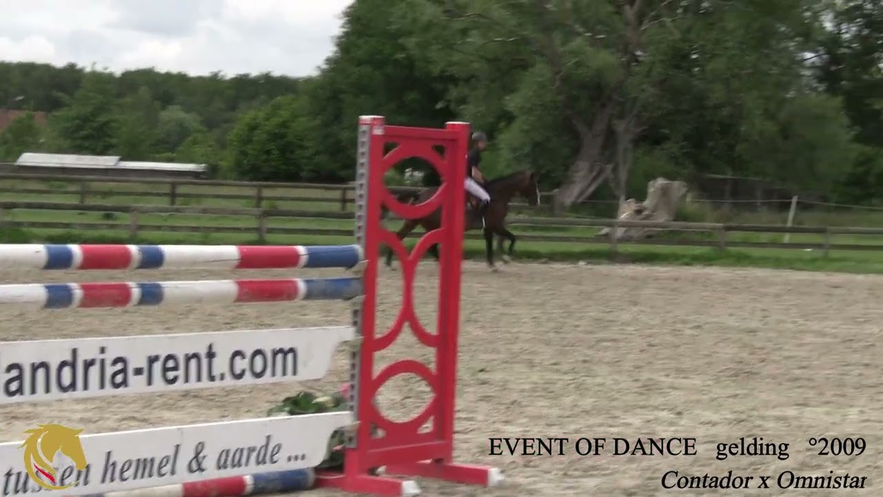 EVENT OF DANCE ,  Contador x Omnistar, gelding, &deg;2009, Belgian Horse Trading