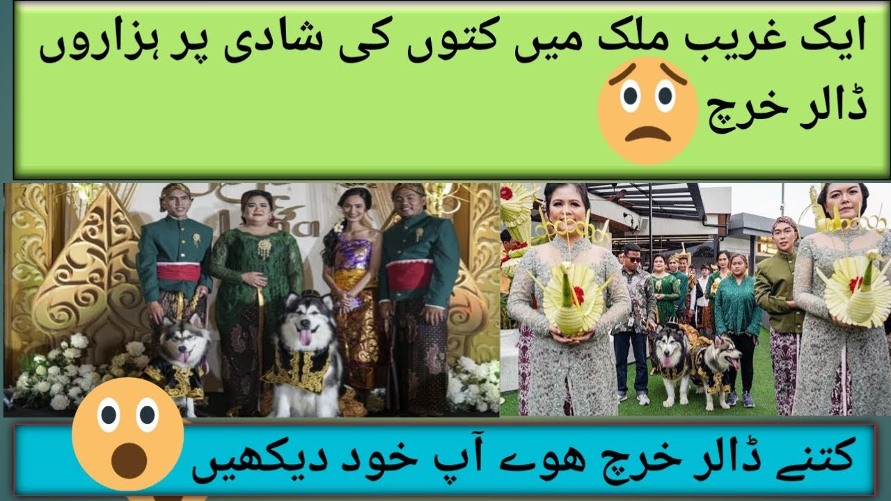 Dog marriage in indonesia 😯 | Kuton ki shadi par hazaron dollar lga dye 😵