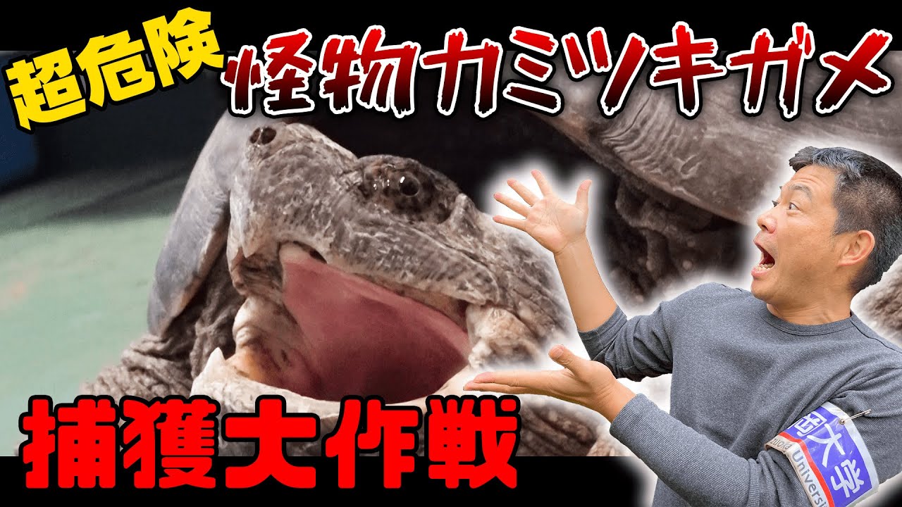 43.【危険】カミツキガメの巣窟 印旛沼で８時間の大捜索！