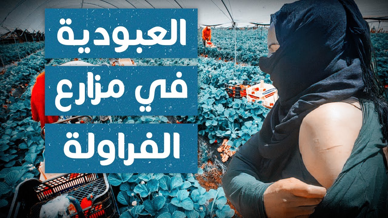 الباشا | تقرير صادم عن استعباد المغربيات في حقول الفراولة بإسبانيا | تصريحات صادمة من عاملات المزارع