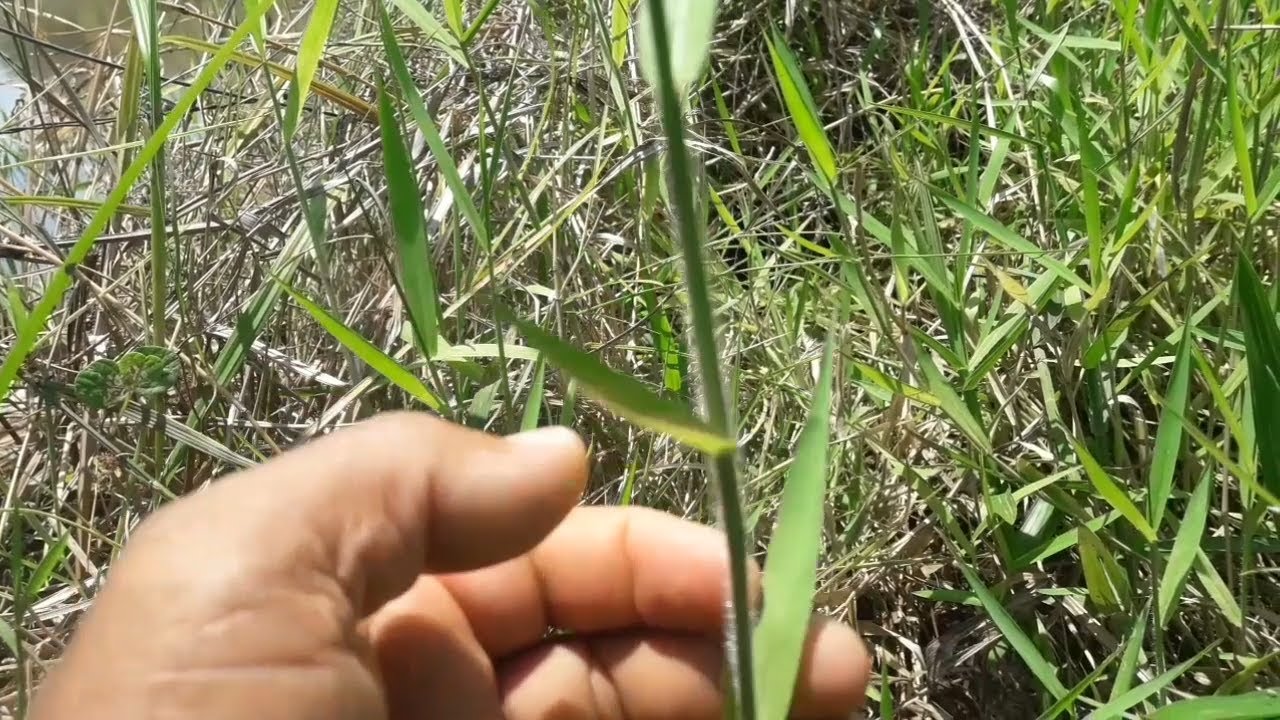 Cuidado com esse capim, ele pode acabar com suas águas.